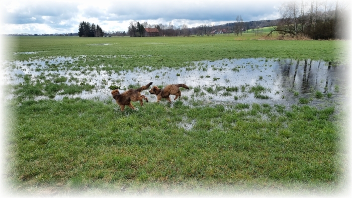 C-Wurf-von-der-Straubenhalde