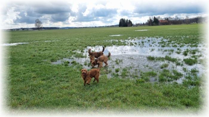 C-Wurf-von-der-Straubenhalde