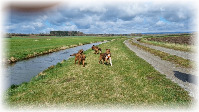 C-Wurf-von-der-Straubenhalde