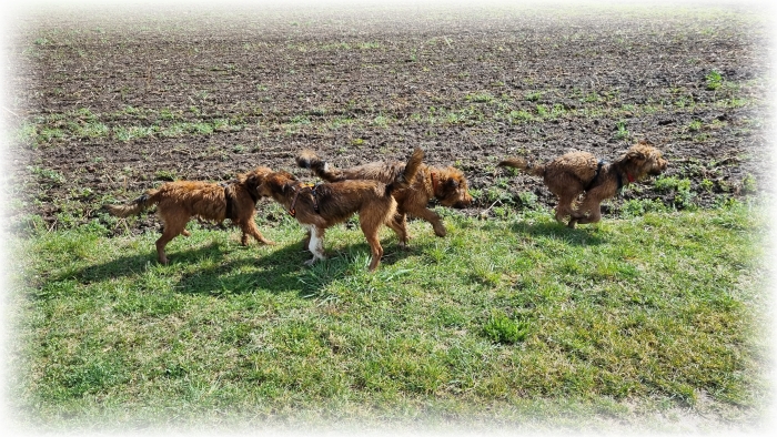 C-Wurf-von-der-Straubenhalde