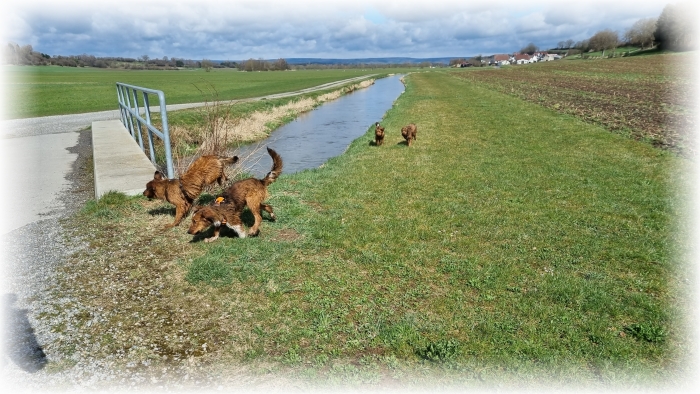 C-Wurf-von-der-Straubenhalde