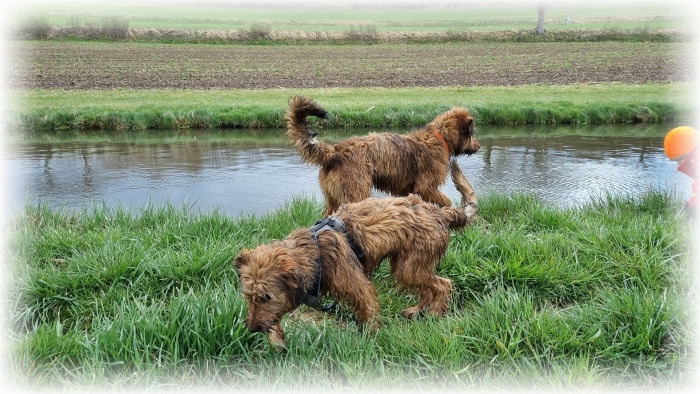 C-Wurf-von-der-Straubenhalde