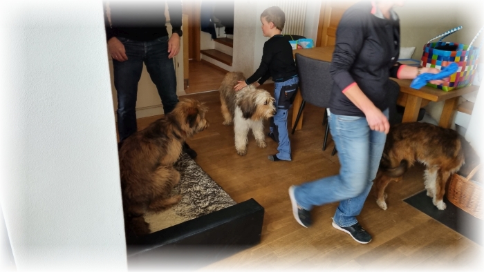 C-Wurf-von-der-Straubenhalde