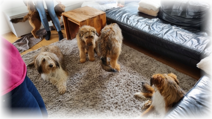 C-Wurf-von-der-Straubenhalde