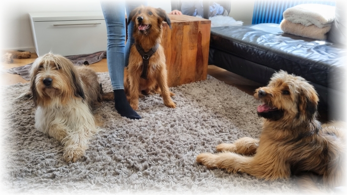 C-Wurf-von-der-Straubenhalde