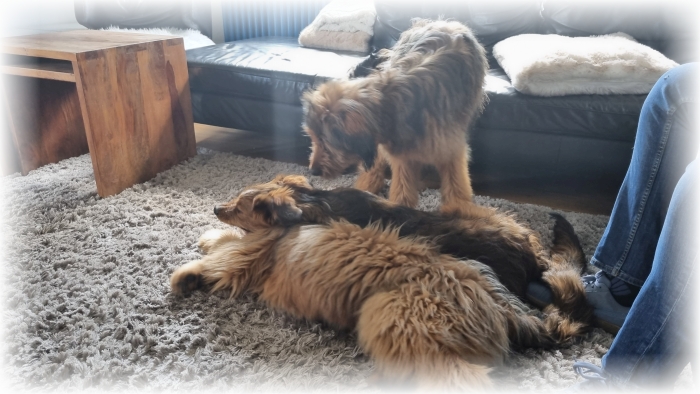 C-Wurf-von-der-Straubenhalde