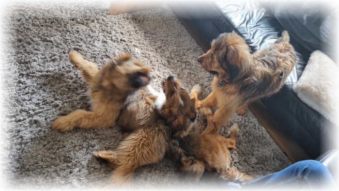 C-Wurf-von-der-Straubenhalde