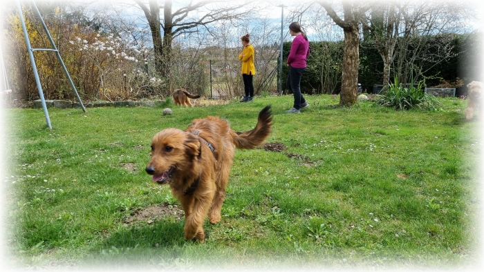 C-Wurf-von-der-Straubenhalde