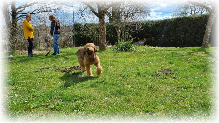 C-Wurf-von-der-Straubenhalde