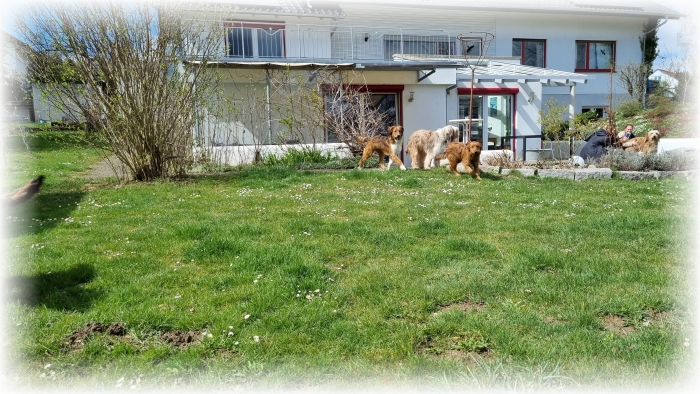 C-Wurf-von-der-Straubenhalde