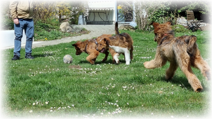 C-Wurf-von-der-Straubenhalde