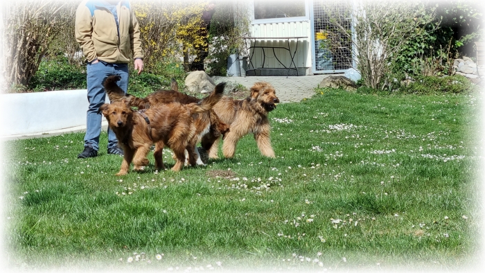 C-Wurf-von-der-Straubenhalde