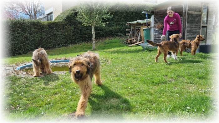 C-Wurf-von-der-Straubenhalde