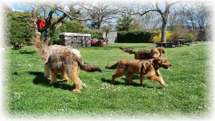 C-Wurf-von-der-Straubenhalde