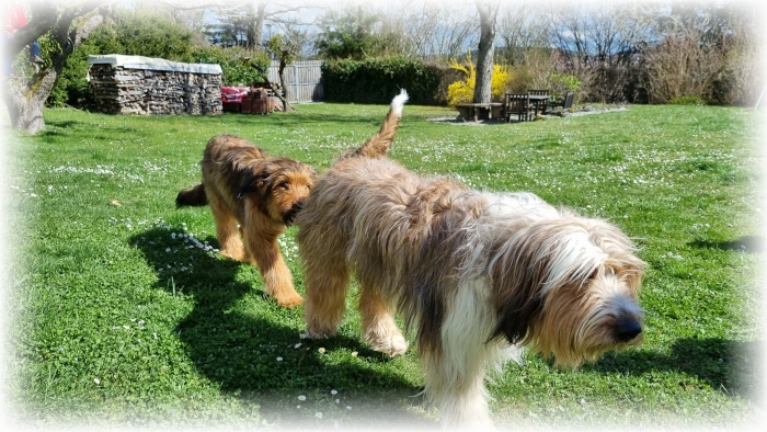 C-Wurf-von-der-Straubenhalde