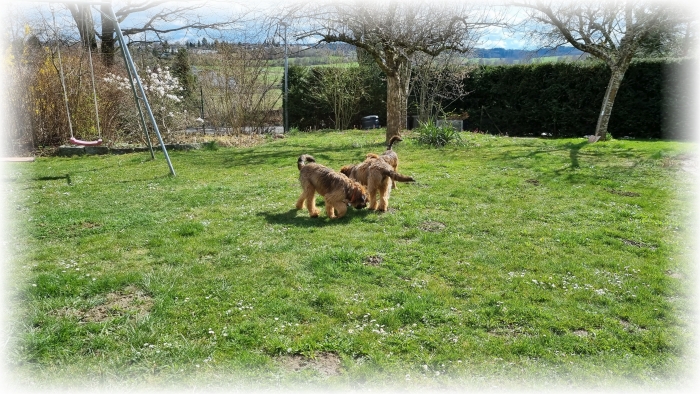 C-Wurf-von-der-Straubenhalde