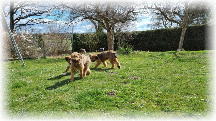 C-Wurf-von-der-Straubenhalde