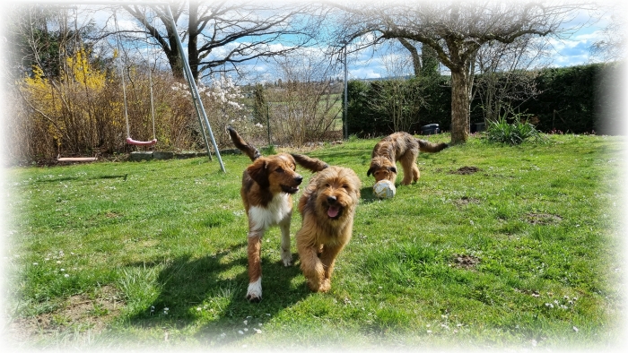 C-Wurf-von-der-Straubenhalde