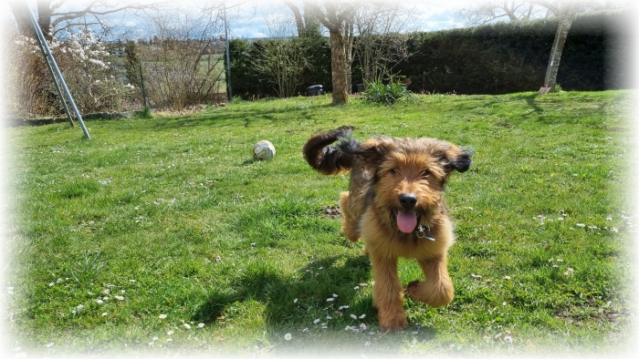 C-Wurf-von-der-Straubenhalde