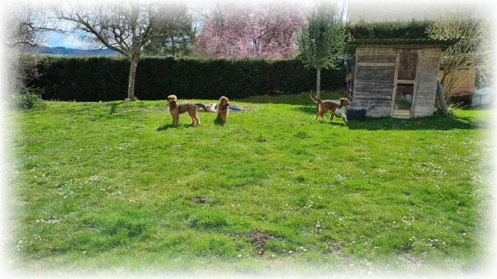 C-Wurf-von-der-Straubenhalde