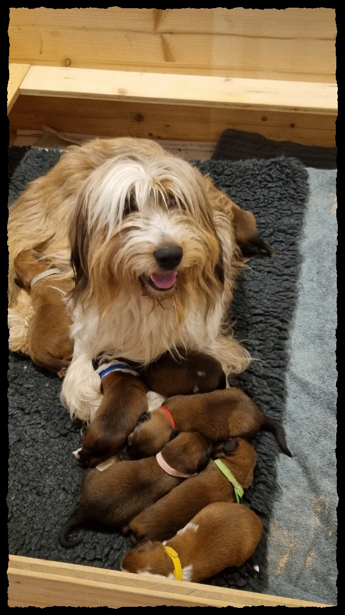 C-Wurf von der Straubenhalde