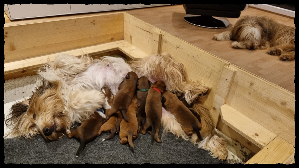 C-Wurf von der Straubenhalde