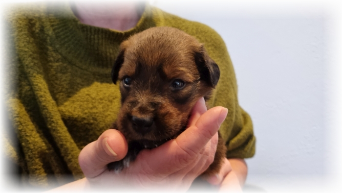 C-Wurf-von-der-Straubenhalde