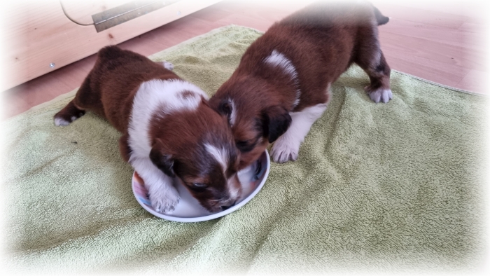 C-Wurf-von-der-Straubenhalde