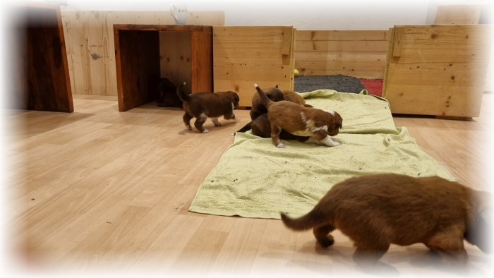 C-Wurf-von-der-Straubenhalde