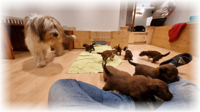 C-Wurf-von-der-Straubenhalde