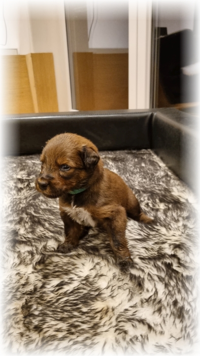 C-Wurf-von-der-Straubenhalde