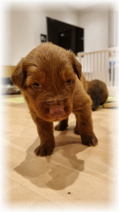 C-Wurf-von-der-Straubenhalde