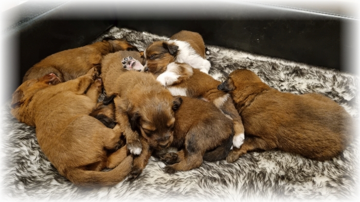 C-Wurf-von-der-Straubenhalde