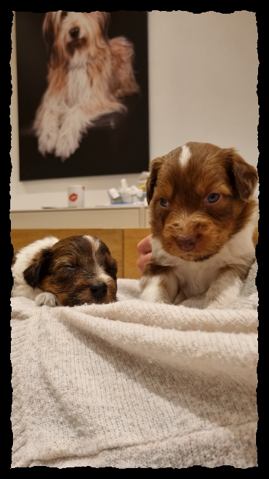 C-Wurf-von-der-Straubenhalde