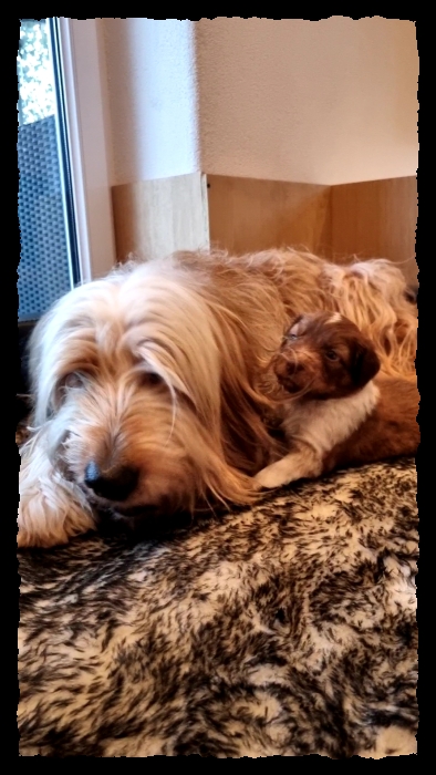 C-Wurf-von-der-Straubenhalde