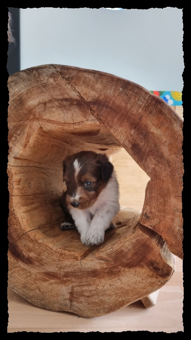 C-Wurf-von-der-Straubenhalde