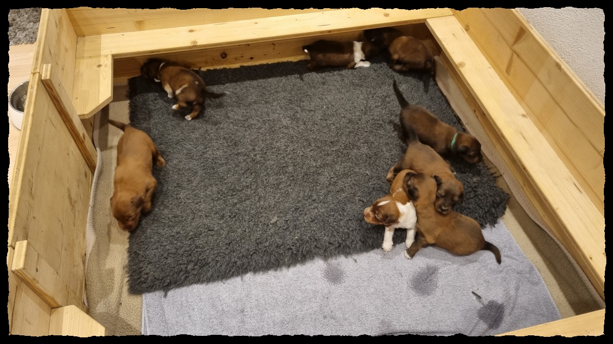 C-Wurf-von-der-Straubenhalde