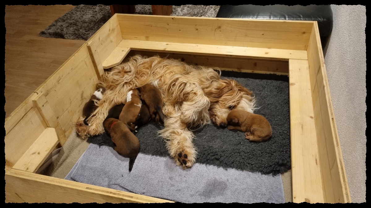 C-Wurf-von-der-Straubenhalde