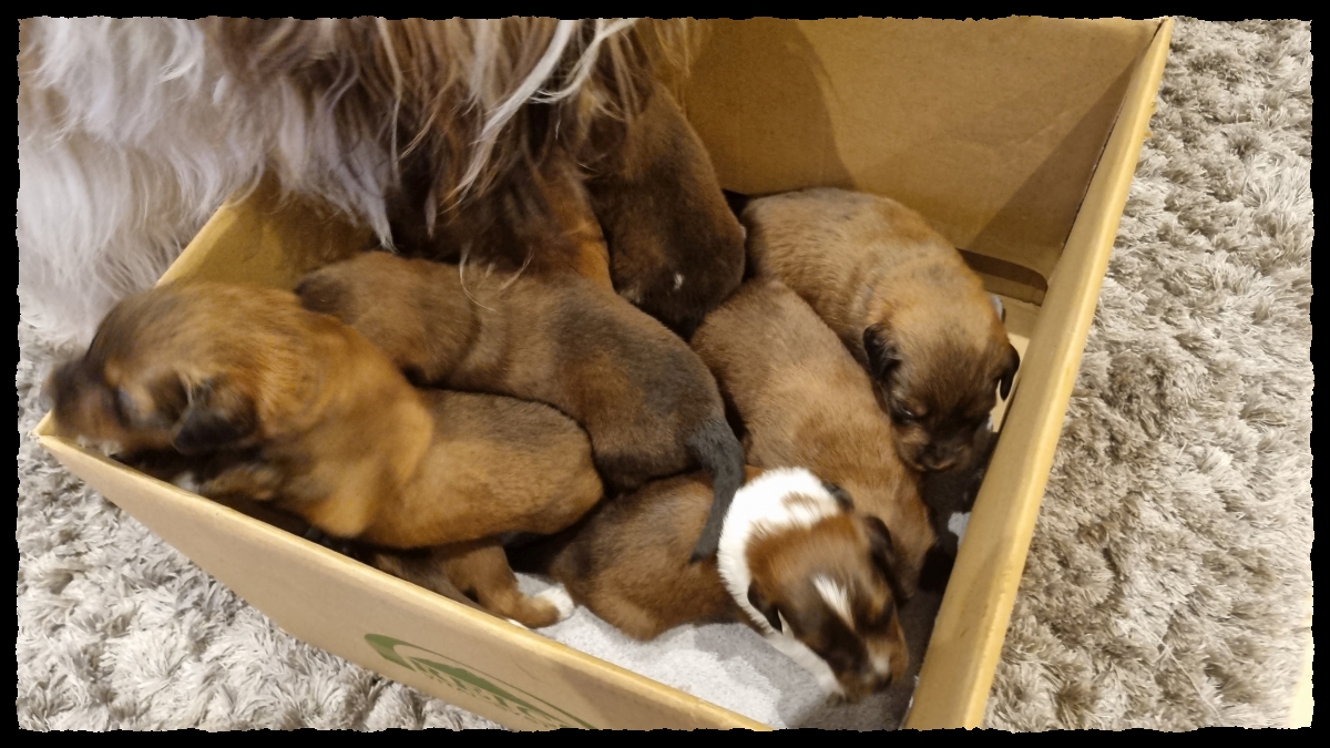 C-Wurf-von-der-Straubenhalde