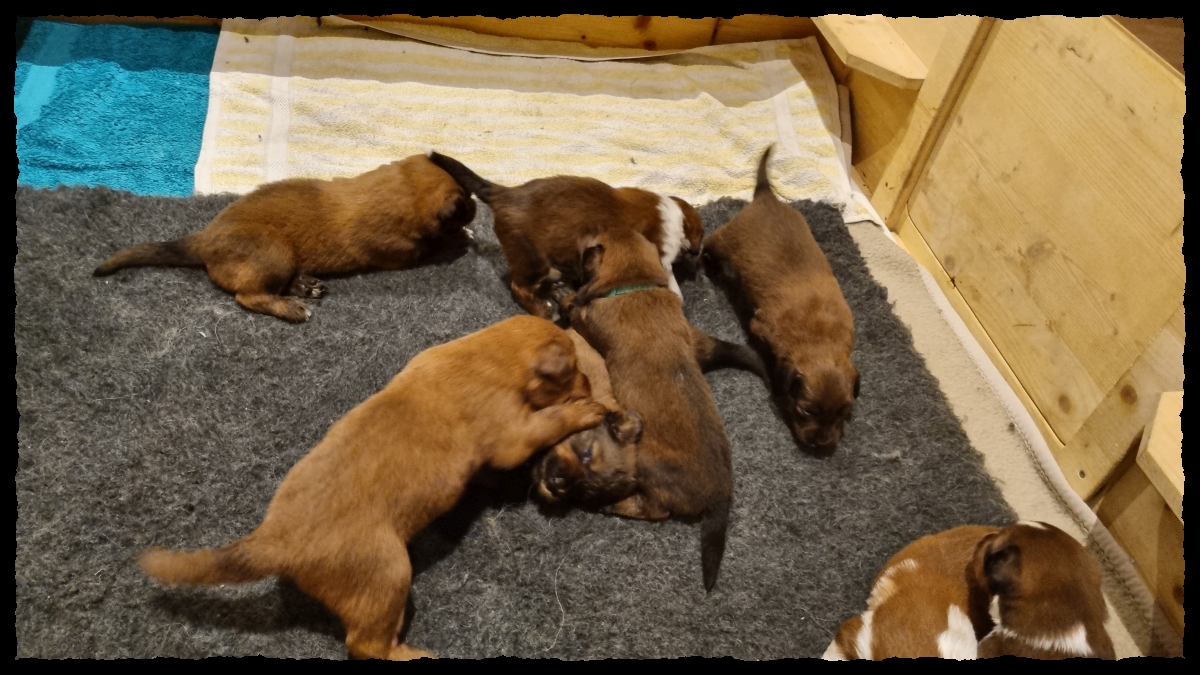 C-Wurf-von-der-Straubenhalde