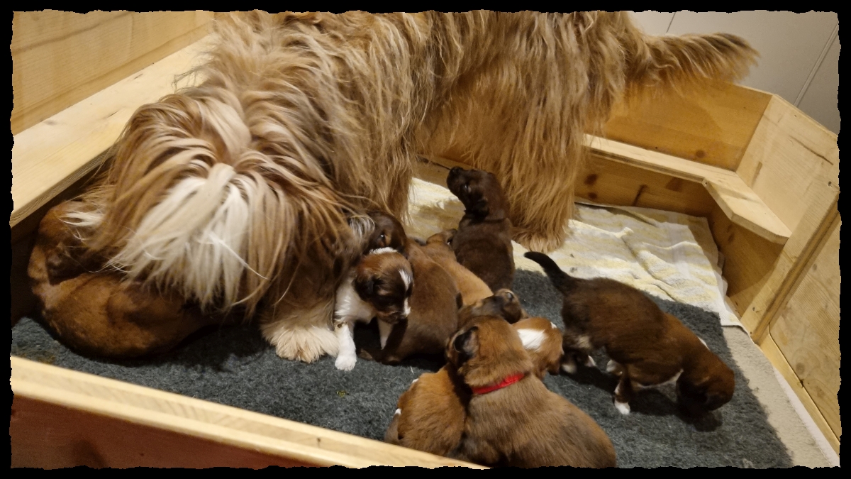 C-Wurf-von-der-Straubenhalde