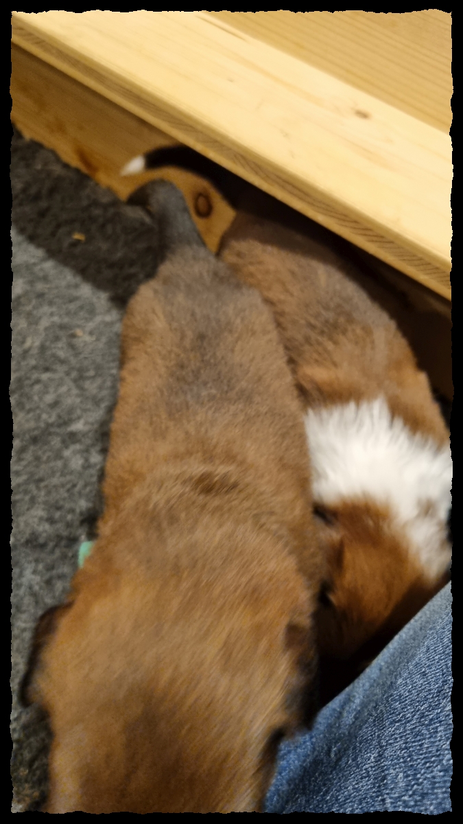 C-Wurf-von-der-Straubenhalde