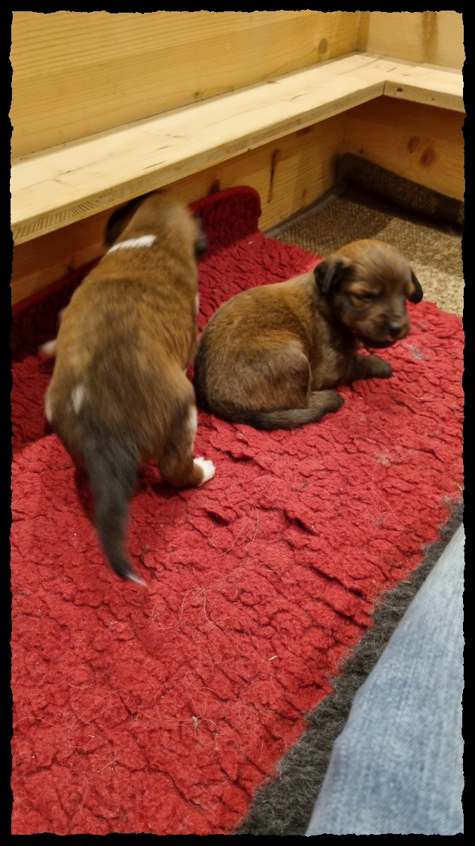 C-Wurf-von-der-Straubenhalde