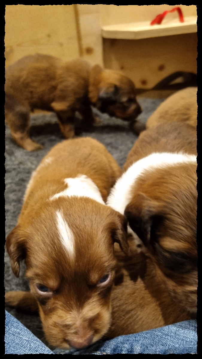 C-Wurf-von-der-Straubenhalde