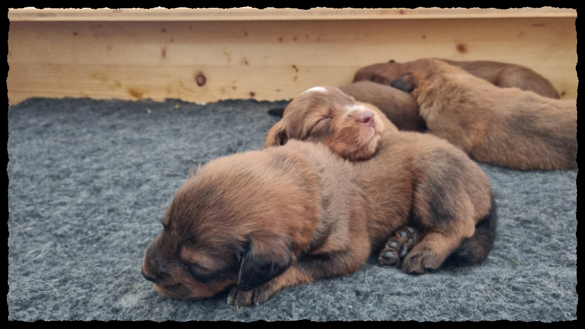 C-Wurf-von-der-Straubenhalde