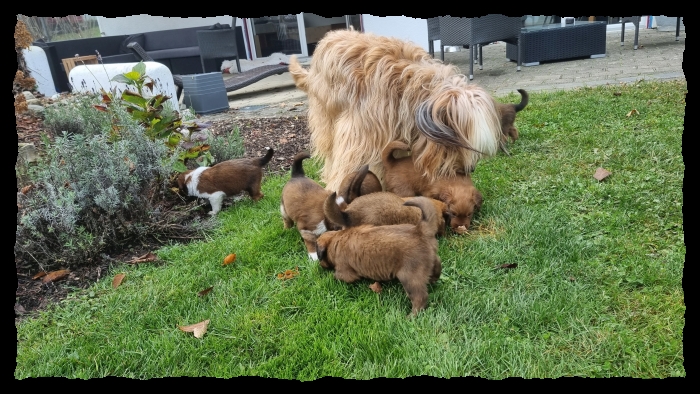 C-Wurf-von-der-Straubenhalde