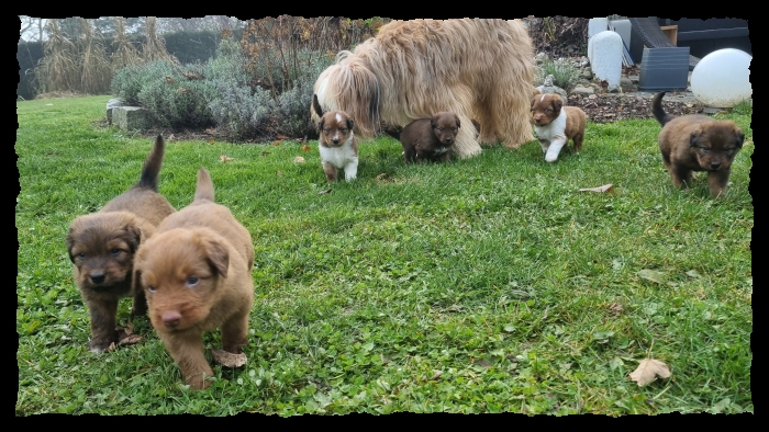 C-Wurf-von-der-Straubenhalde