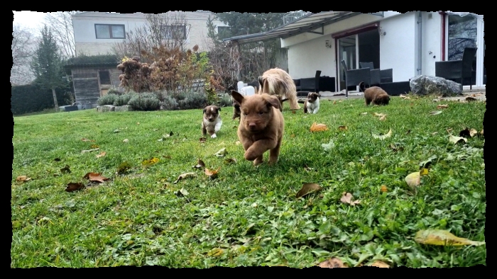 C-Wurf-von-der-Straubenhalde