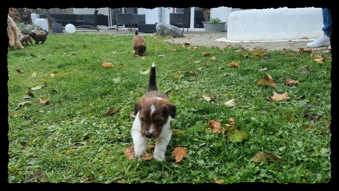 C-Wurf-von-der-Straubenhalde