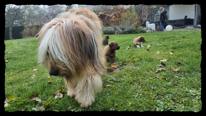 C-Wurf-von-der-Straubenhalde